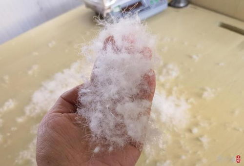 700元與7000元的羽絨服有什么區(qū)別 價格差異背后,還有產業(yè)發(fā)展之問