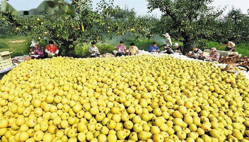 蚌埠羽絨加工基地躋身全省六強，區(qū)域特色產(chǎn)業(yè)迎來發(fā)展新契機